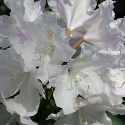 Rhododendron nain blanc